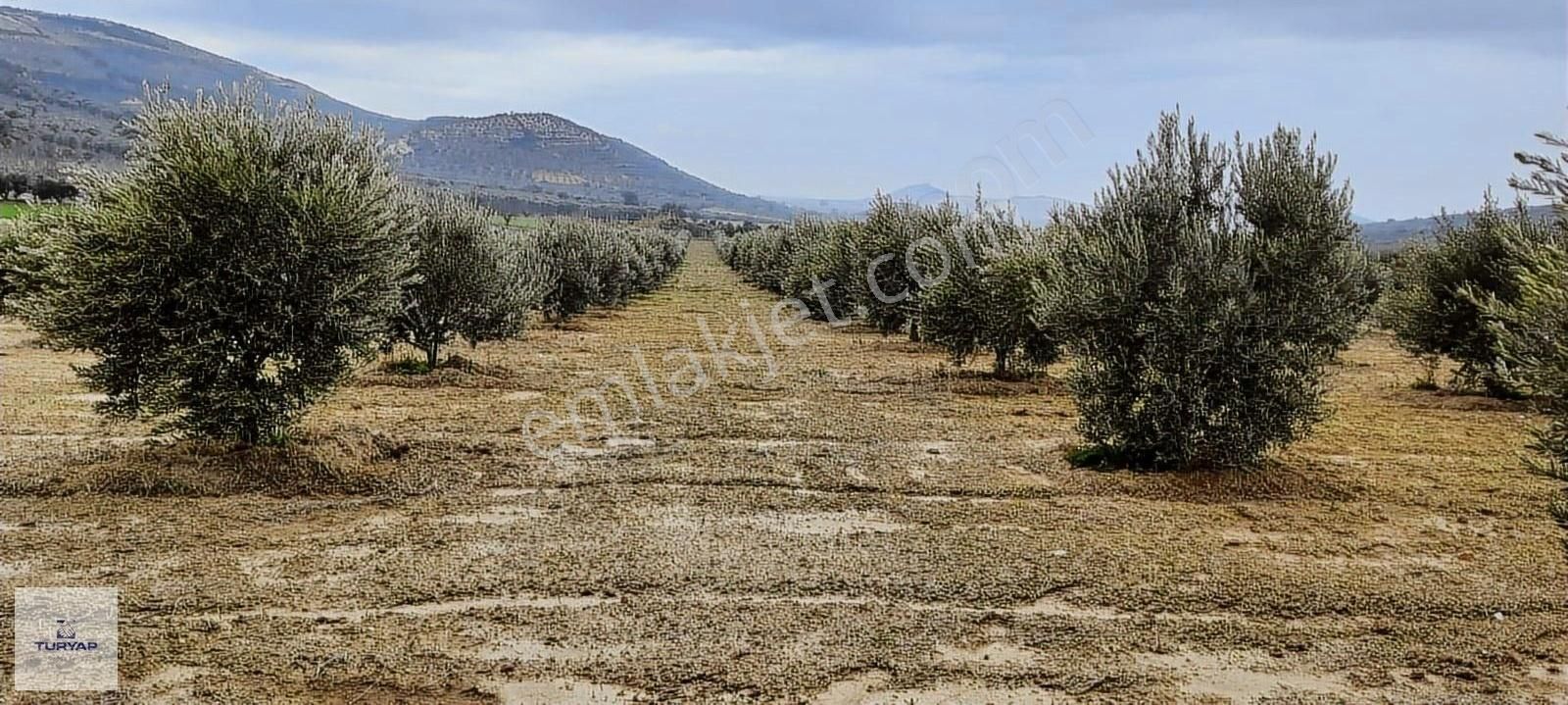 Full Takasa Açık Didim'de 20 Dönüm Tarla - Görsel 10