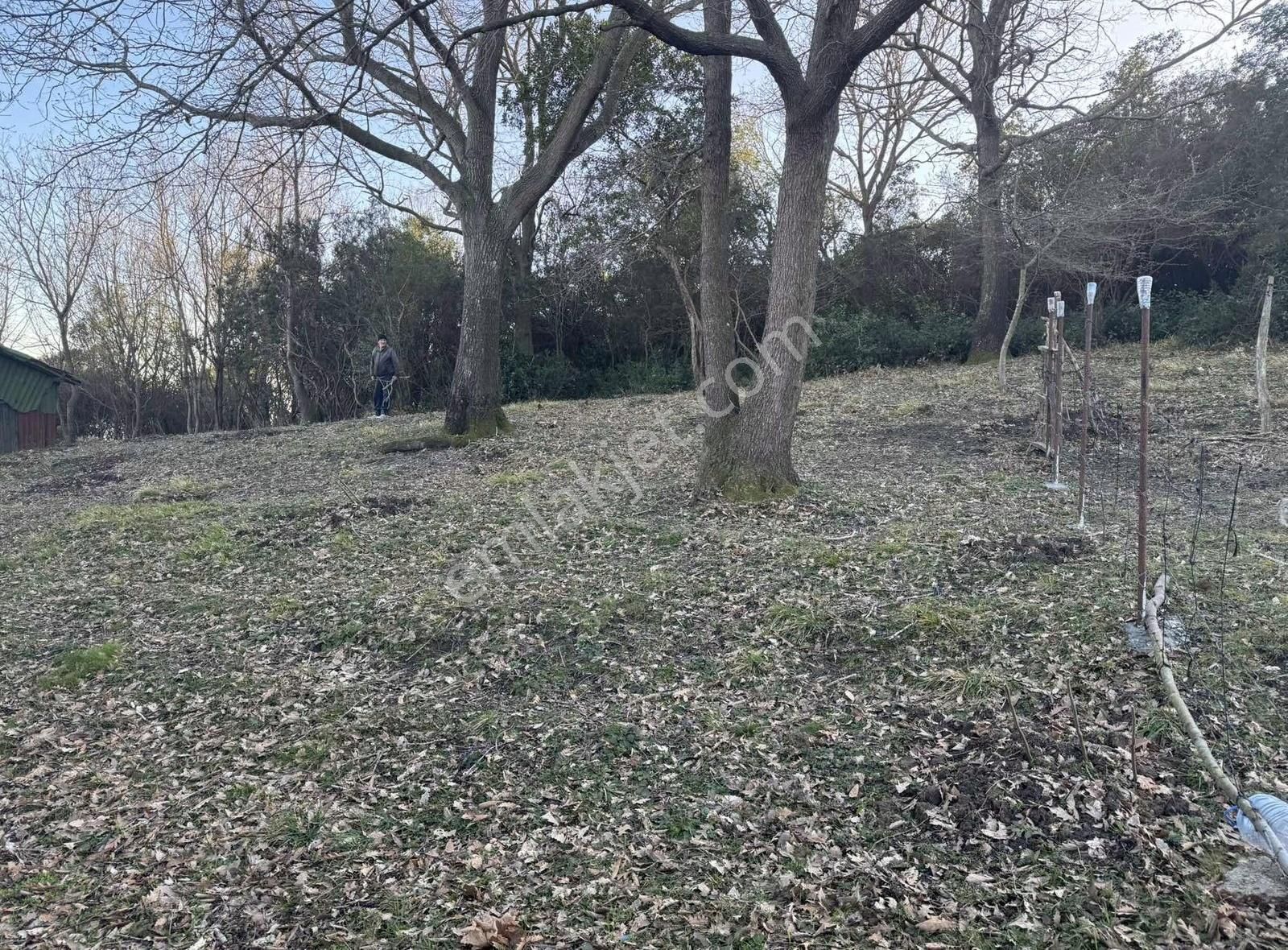 Kandıra Çamkonakta 1328 M2 %40 İmarlı Arazi