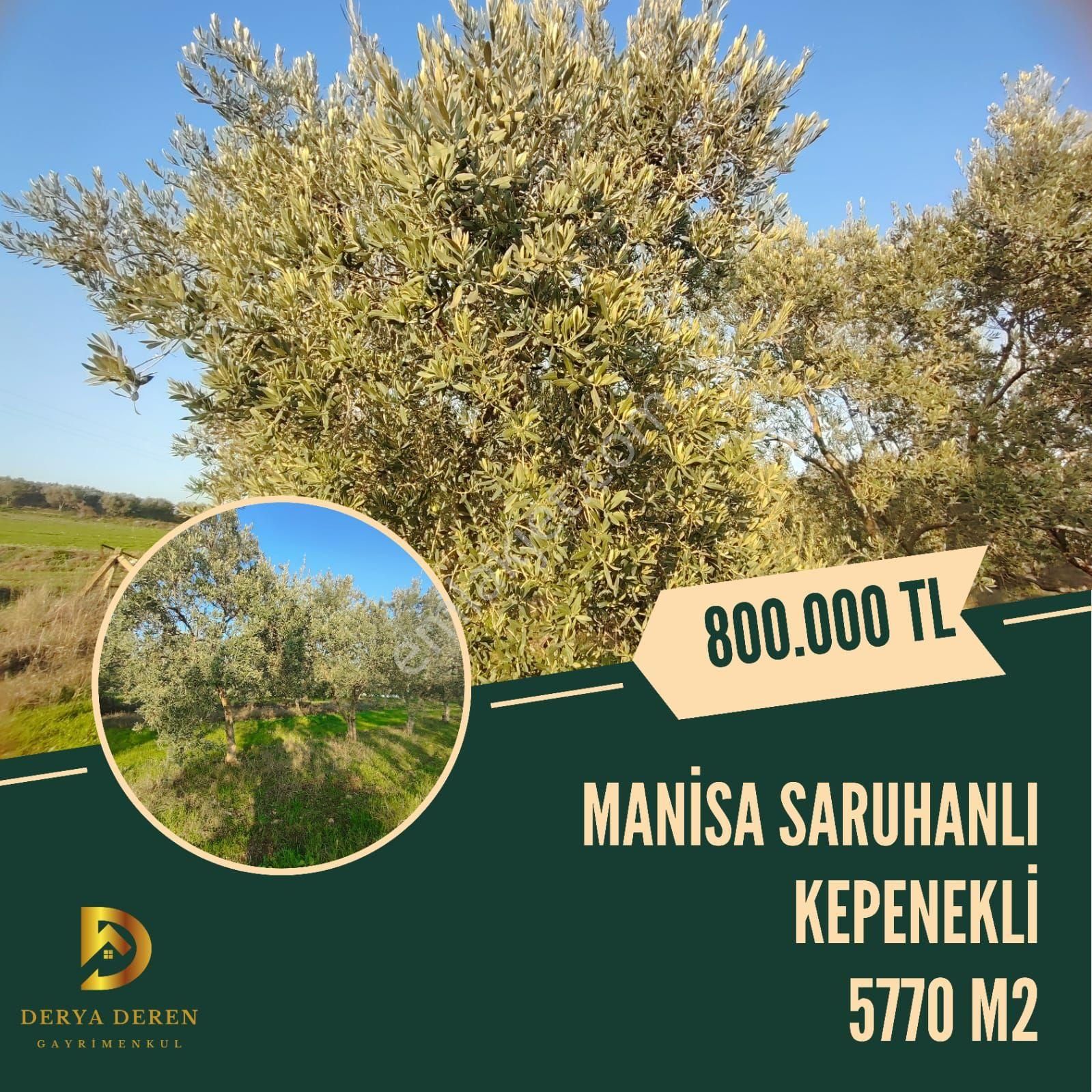 Satılık Zeytinli Tarla 5700 M2 Manisa Saruhanlı Kepenekli