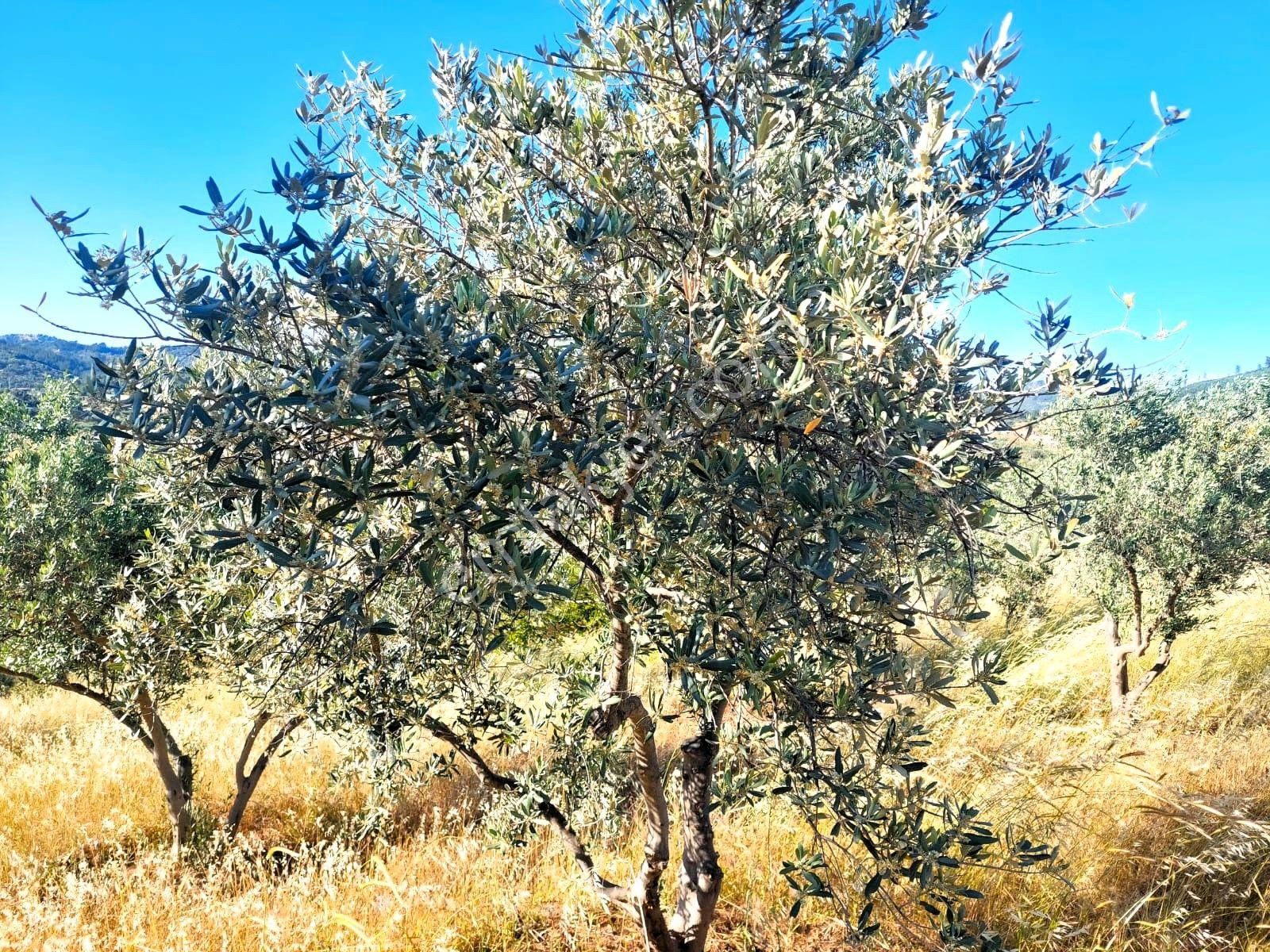 İzmir Seferihisar Orhanlı Da Merkeze Yakın Satılık 10 Dönüm Zeytinlik - Görsel 5