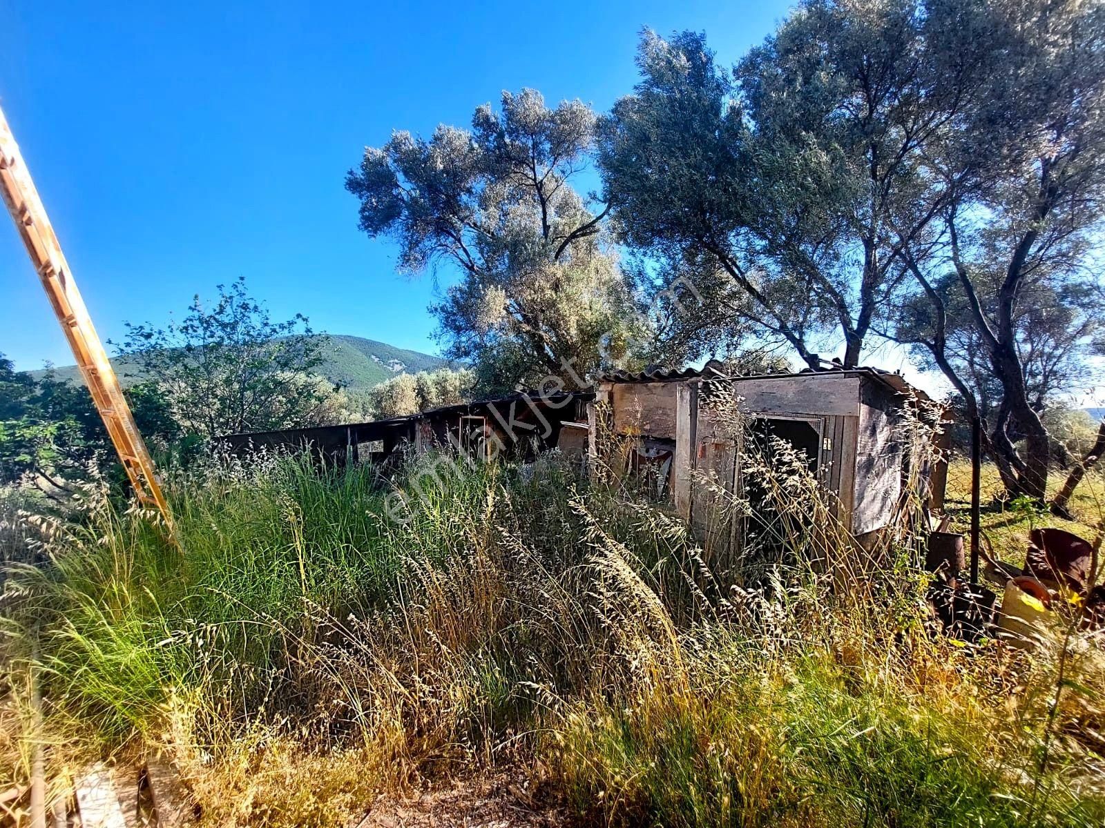 İzmir Seferihisar Orhanlı Da Merkeze Yakın Satılık 10 Dönüm Zeytinlik - Görsel 11