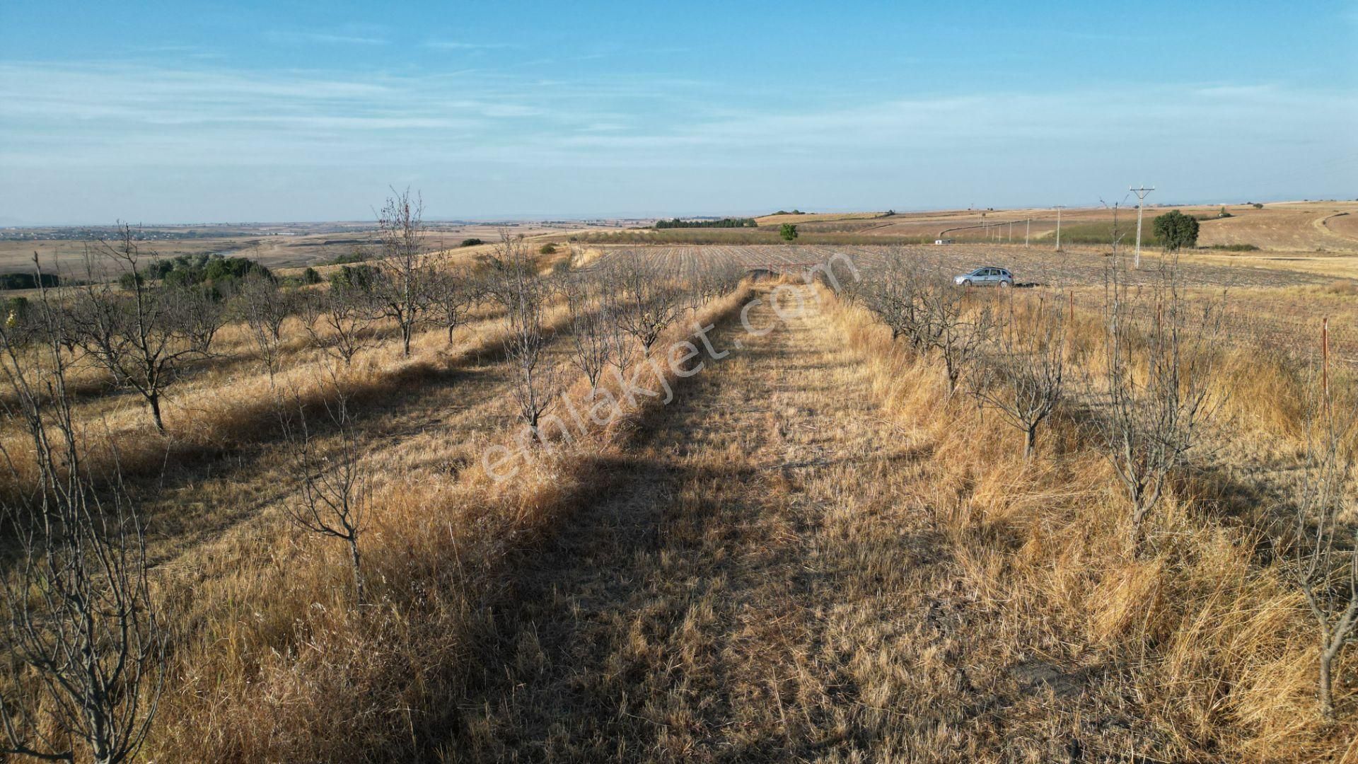 Edirne Havsa Kuzucu'da 13,200 M² Satılık Tarla