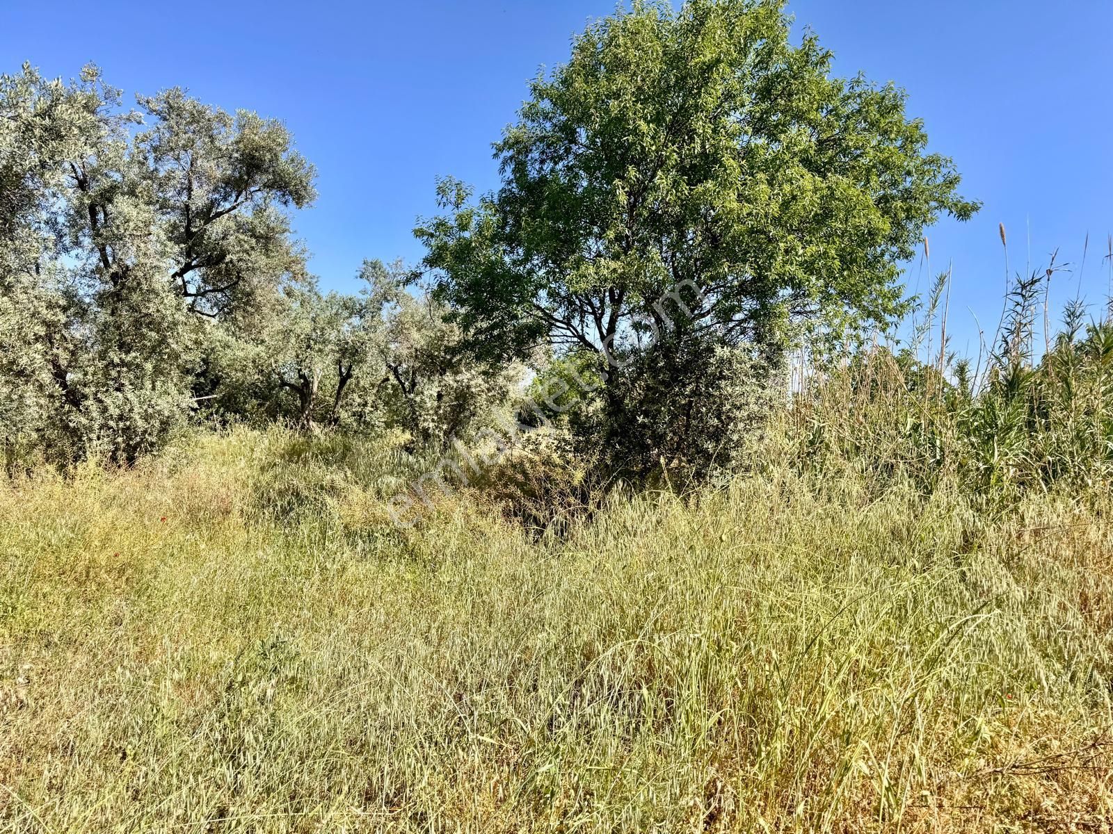 Manisa Yukarıçobanisa Da 4.825 M2 Zeytinlik , Asfalta Yakın - Görsel 9