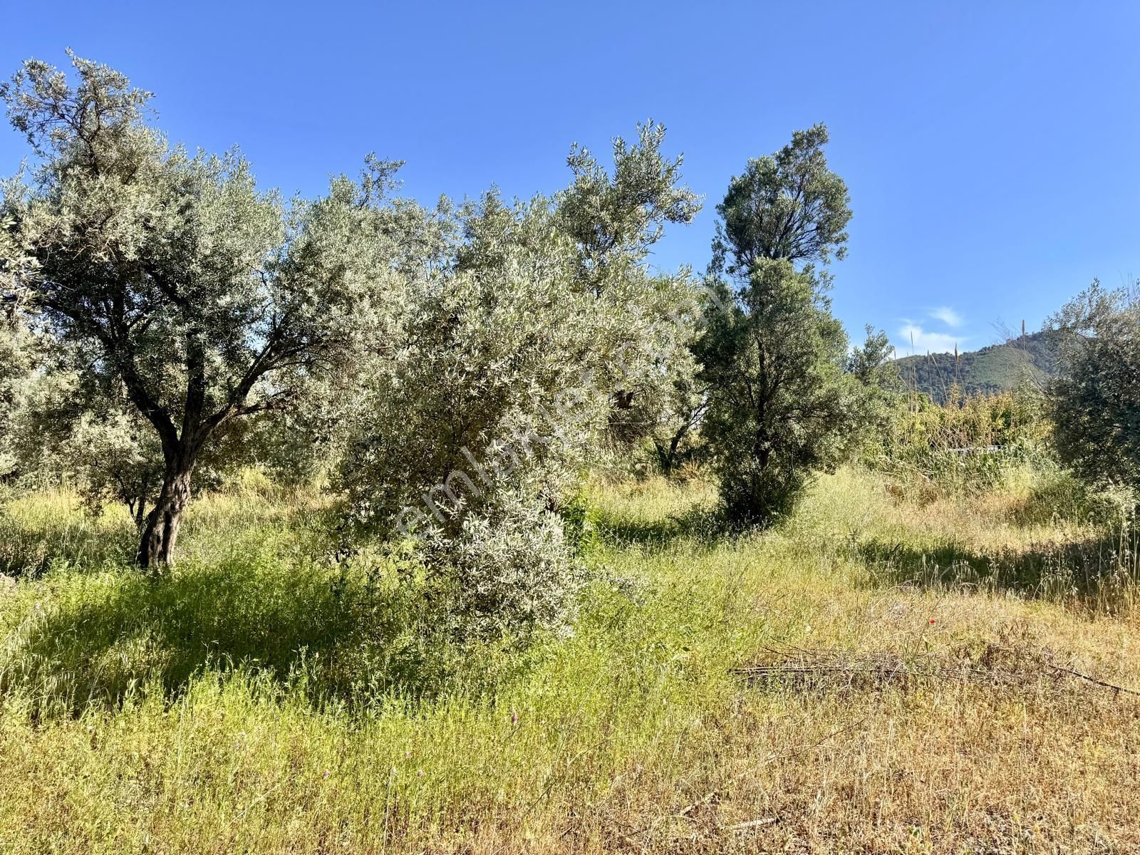 Manisa Yukarıçobanisa Da 4.825 M2 Zeytinlik , Asfalta Yakın - Görsel 14