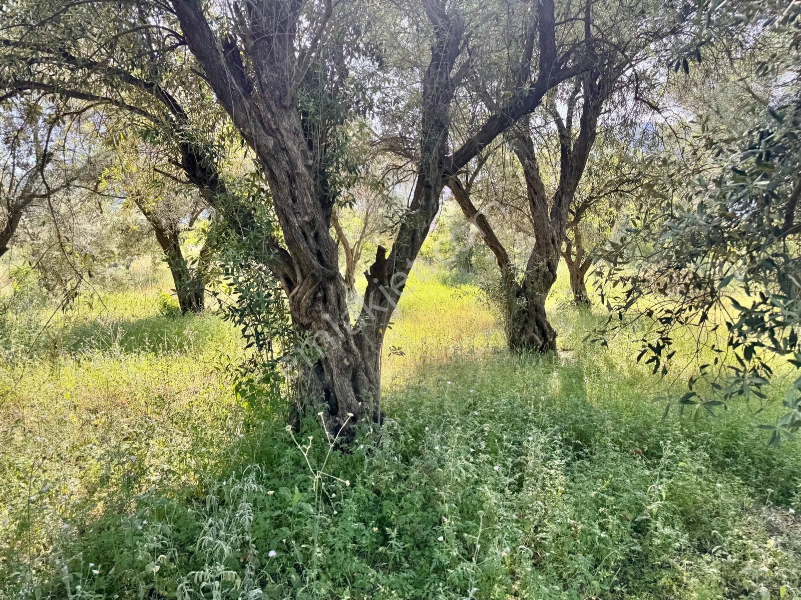 Manisa Yukarıçobanisa Da 4.825 M2 Zeytinlik , Asfalta Yakın - Görsel 21