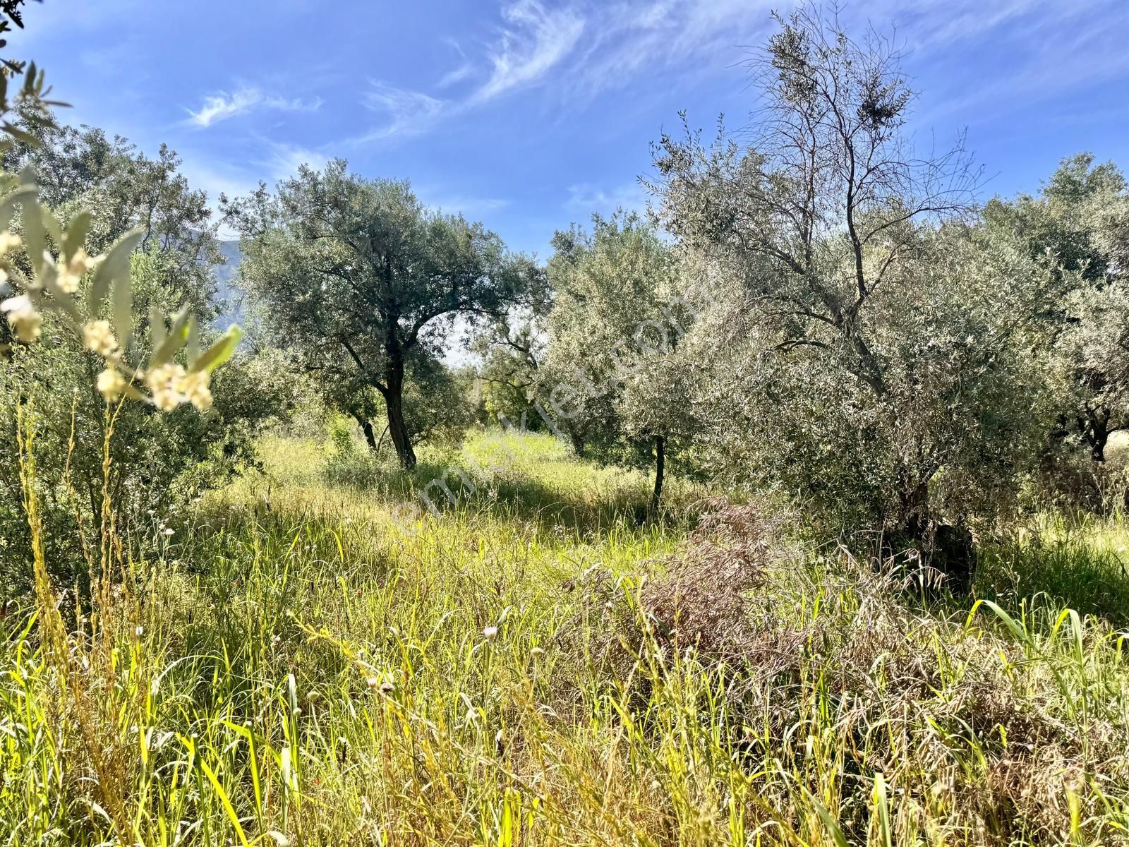 Manisa Yukarıçobanisa Da 4.825 M2 Zeytinlik , Asfalta Yakın - Görsel 23