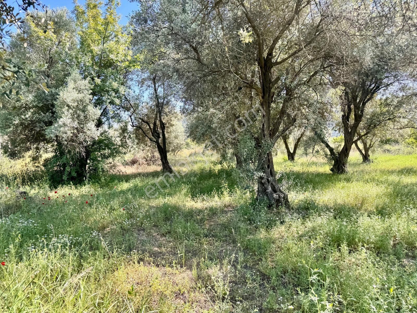 Manisa Yukarıçobanisa Da 4.825 M2 Zeytinlik , Asfalta Yakın - Görsel 19