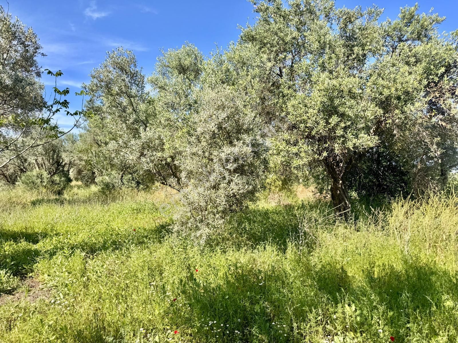 Manisa Yukarıçobanisa Da 4.825 M2 Zeytinlik , Asfalta Yakın - Görsel 16