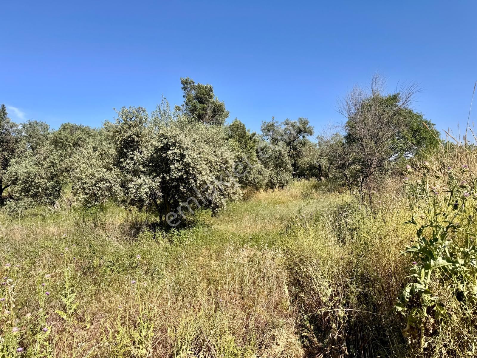 Manisa Yukarıçobanisa Da 4.825 M2 Zeytinlik , Asfalta Yakın - Görsel 4