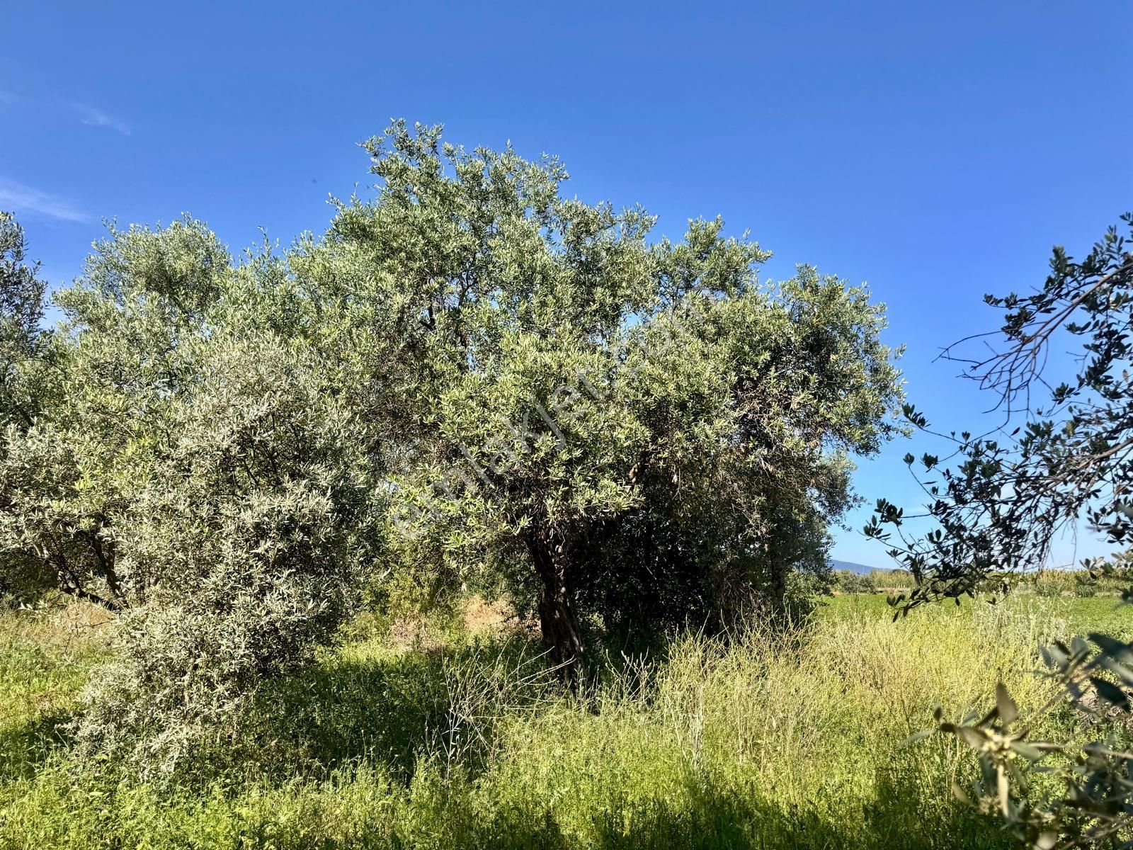Manisa Yukarıçobanisa Da 4.825 M2 Zeytinlik , Asfalta Yakın - Görsel 17