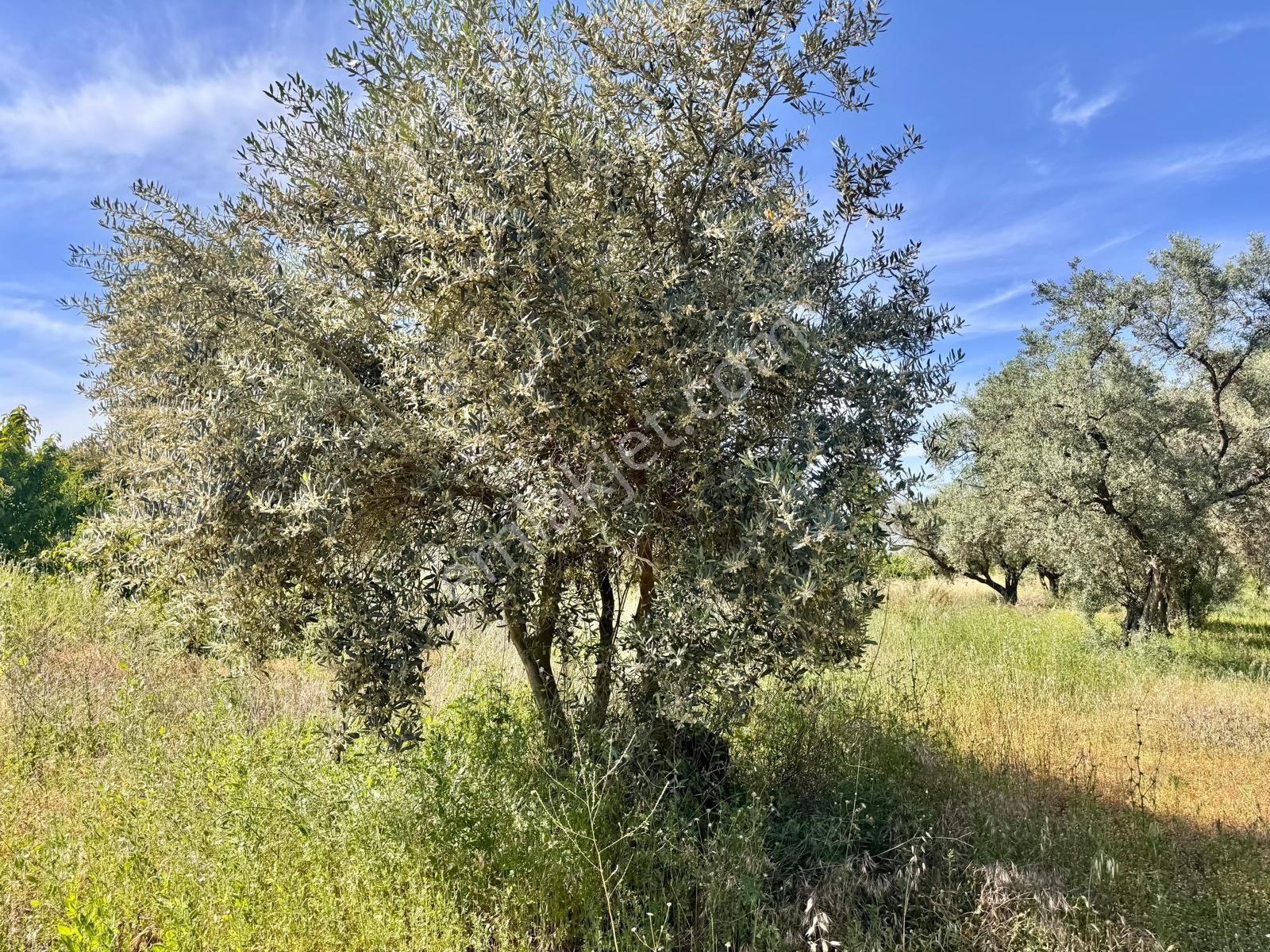 Manisa Yukarıçobanisa Da 4.825 M2 Zeytinlik , Asfalta Yakın - Görsel 6