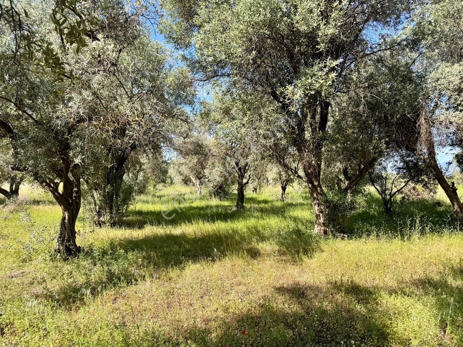 Manisa Yukarıçobanisa Da 4.825 M2 Zeytinlik , Asfalta Yakın - Görsel 11