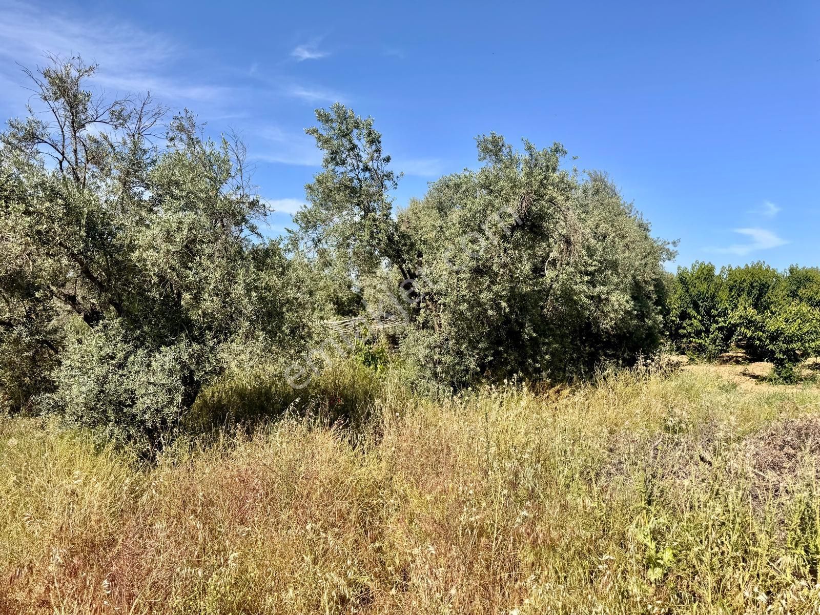 Manisa Yukarıçobanisa Da 4.825 M2 Zeytinlik , Asfalta Yakın - Görsel 29