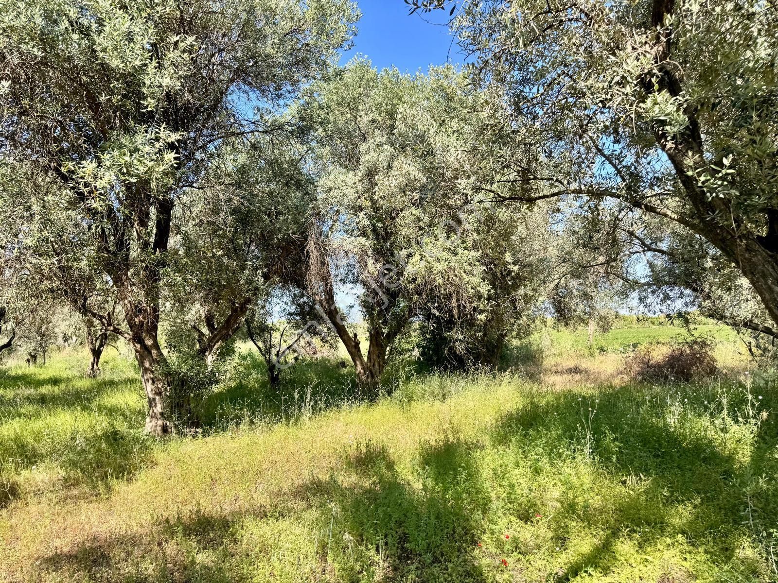 Manisa Yukarıçobanisa Da 4.825 M2 Zeytinlik , Asfalta Yakın - Görsel 10