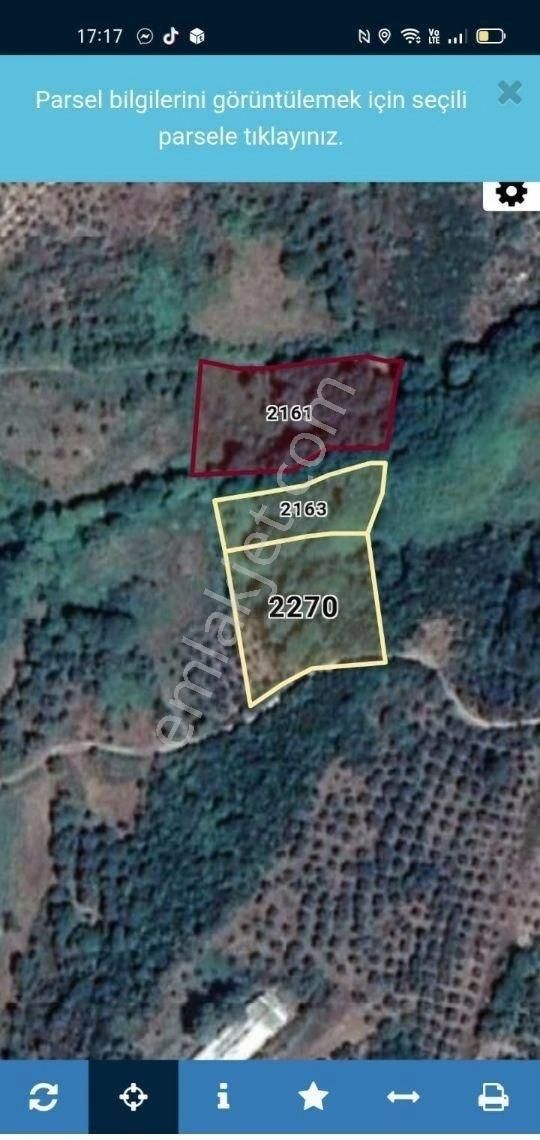 Erdek Karşıyaka Mahallesinde 3 Parsel Toplam 4325 M2 Zeytinlik - Görsel 2