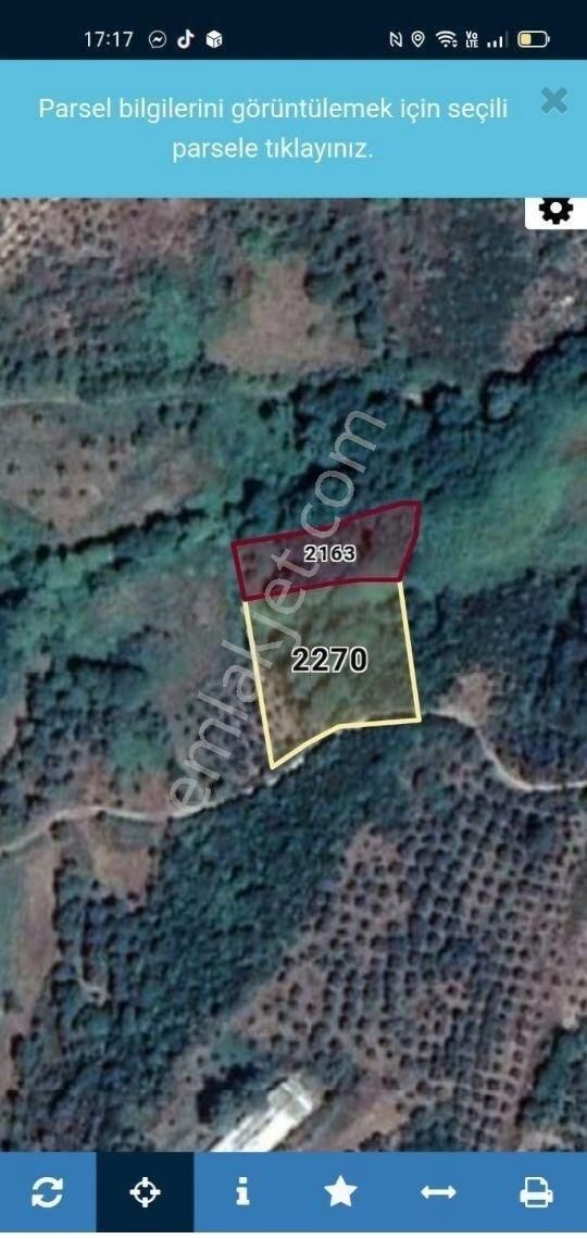 Erdek Karşıyaka Mahallesinde 3 Parsel Toplam 4325 M2 Zeytinlik