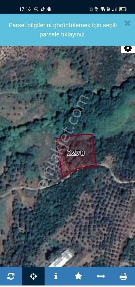 Erdek Karşıyaka Mahallesinde 3 Parsel Toplam 4325 M2 Zeytinlik - Görsel 4