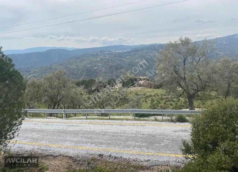 Milas Sarıkaya'da Satılık Asfalt Yola Cephe 23.5 Dönüm Zeytinlik