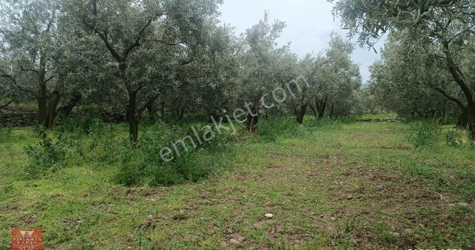 Balıkesir Erdek Aşağıyapıcı Mah. 3.093 M2 Satılık Zeytinlik Denize Yakın