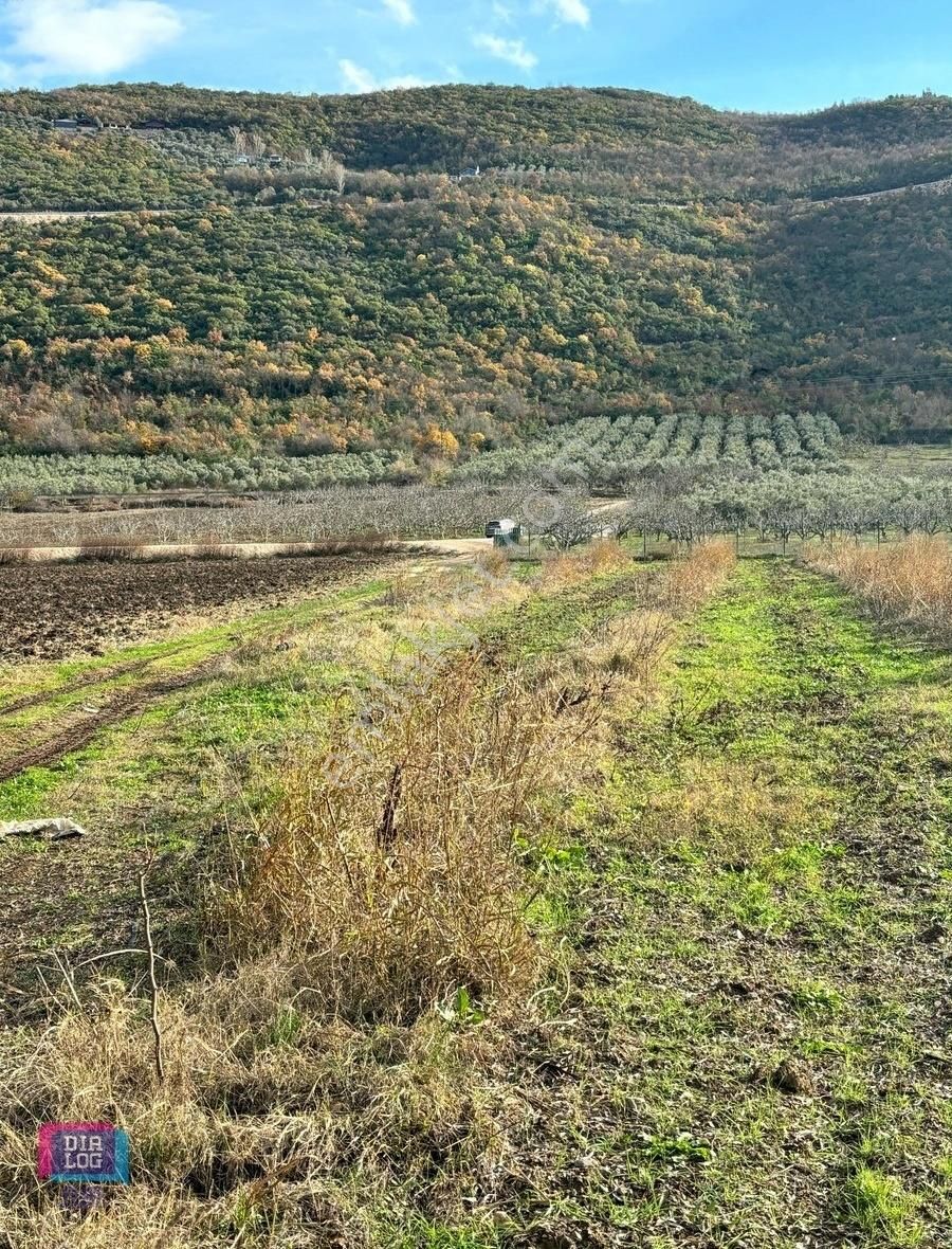 Dialog Plus'dan Yola Cephe 3.300 M2 Satılık Tarla