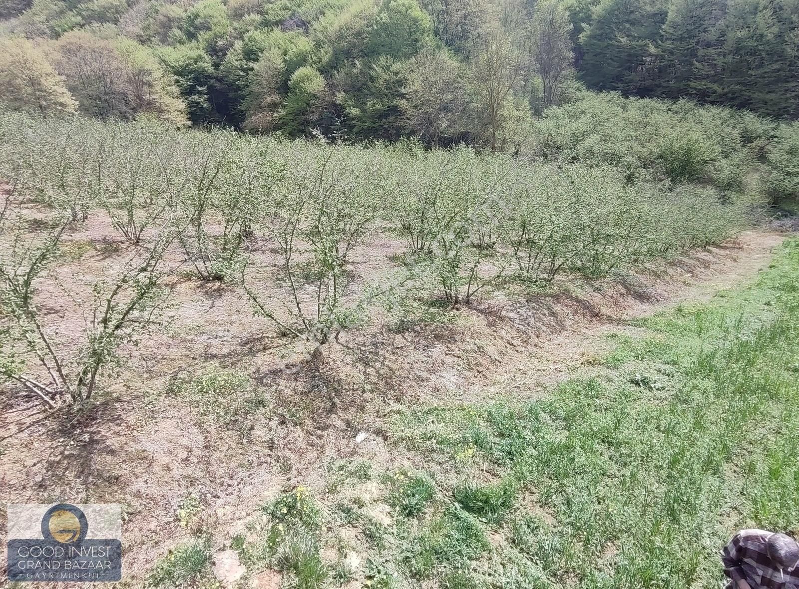 Kocaeli Kandıra Alefli Mh. Satılık Fındık Tarlası