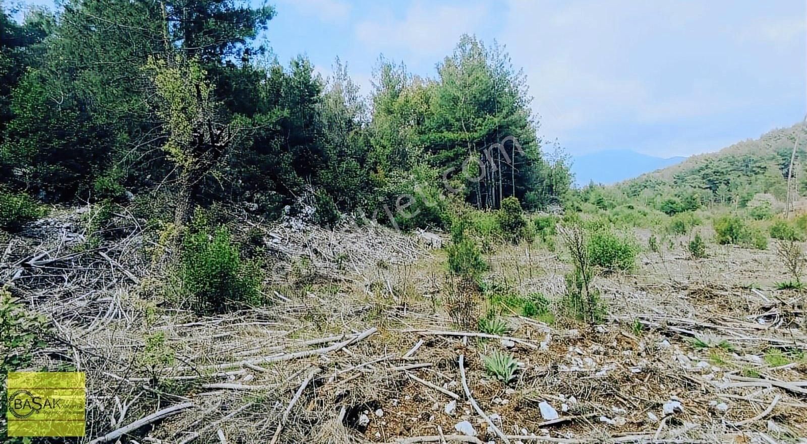 Başak'tan Orman İçerisinde Muhteşem Doğasıyla Tek Tapu Tarla - Görsel 11
