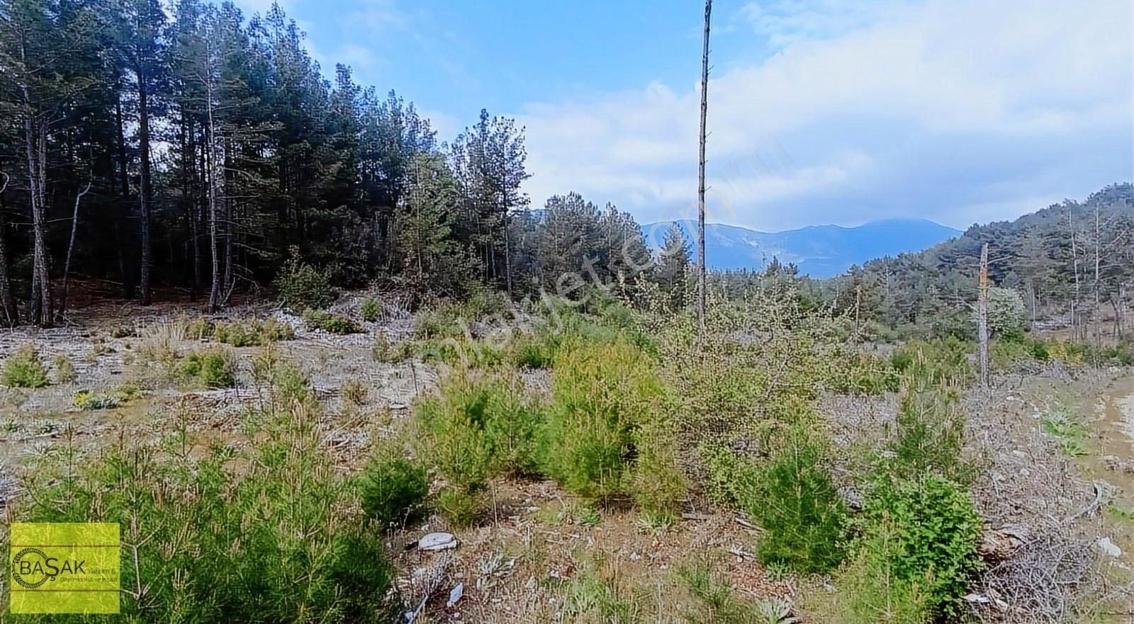 Başak'tan Orman İçerisinde Muhteşem Doğasıyla Tek Tapu Tarla - Görsel 15