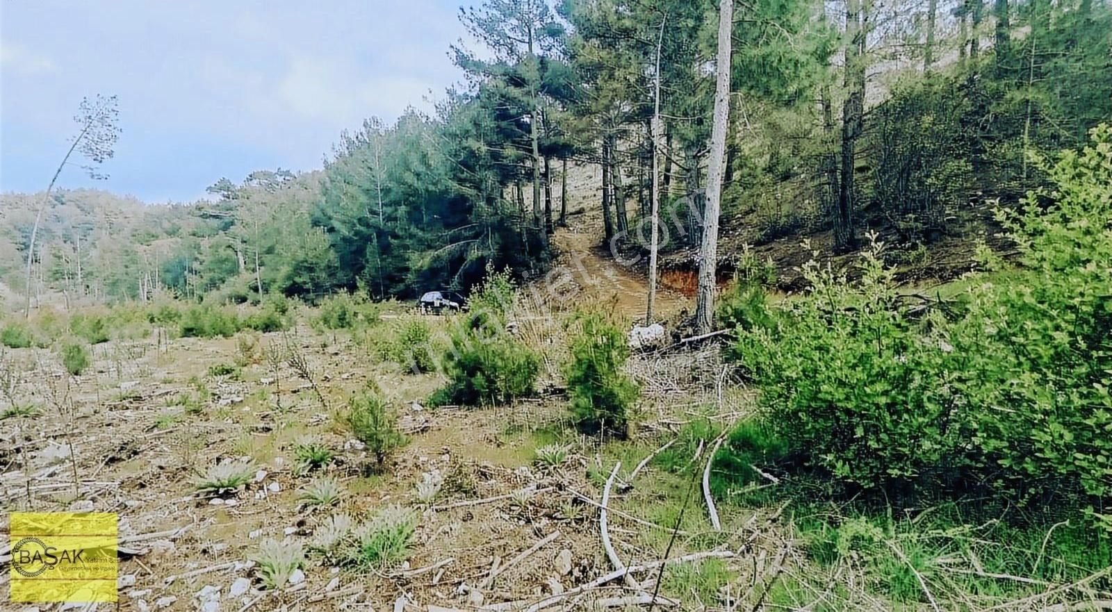 Başak'tan Orman İçerisinde Muhteşem Doğasıyla Tek Tapu Tarla - Görsel 5