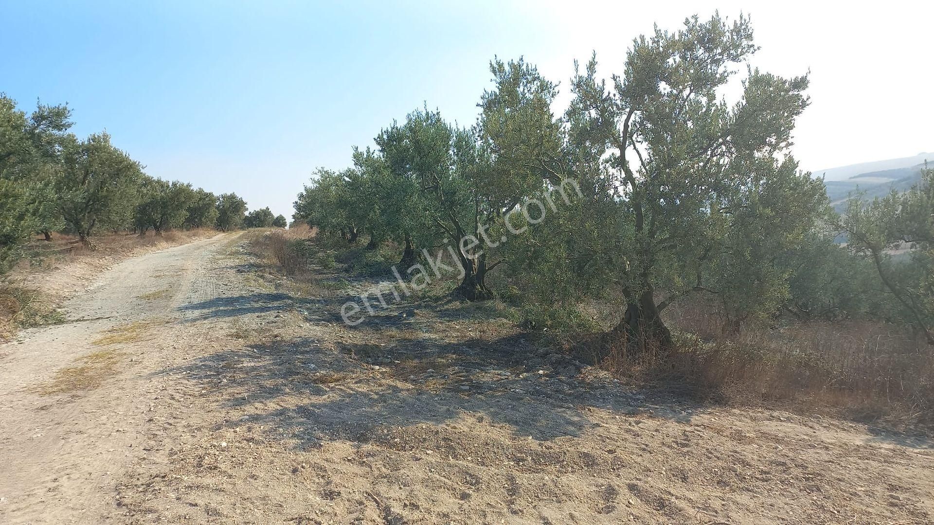 Karacabey İsmetpaşada Kaçırılmayacak Satılık Zeytinlik - Görsel 6