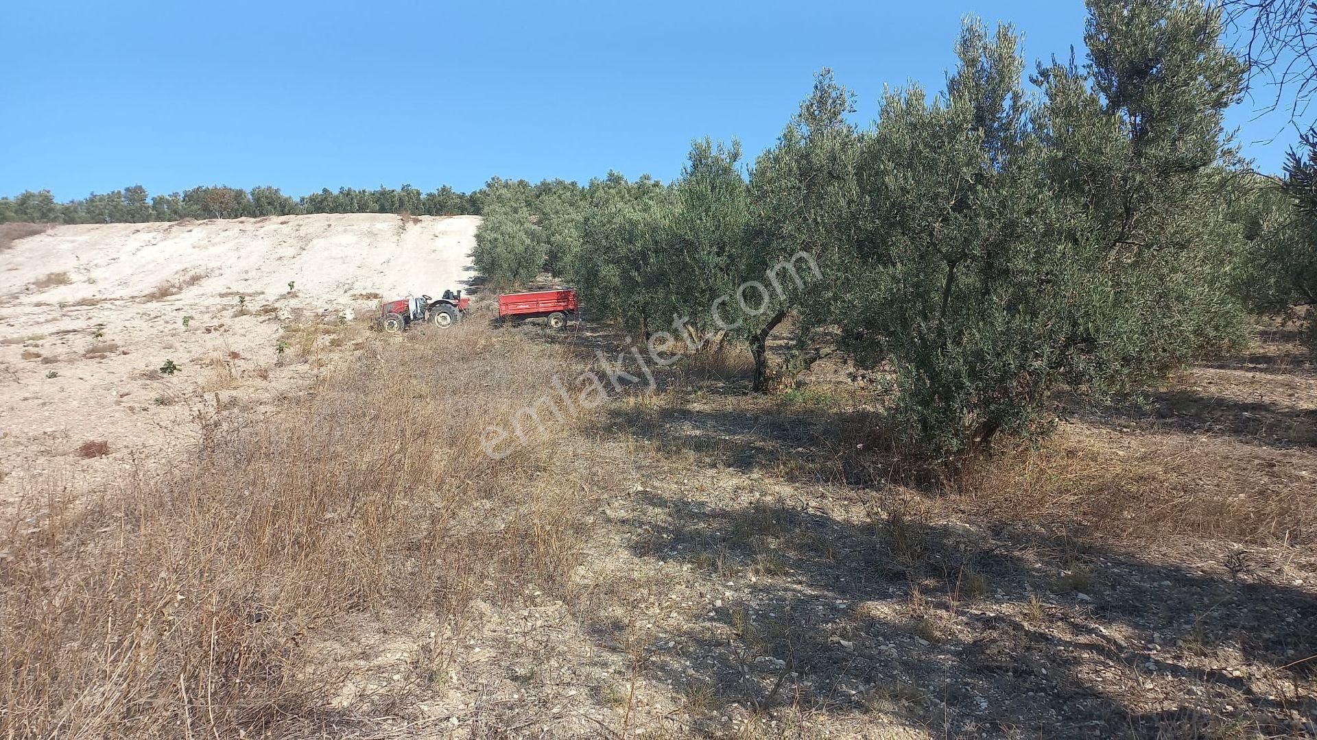 Karacabey İsmetpaşada Kaçırılmayacak Satılık Zeytinlik - Görsel 5