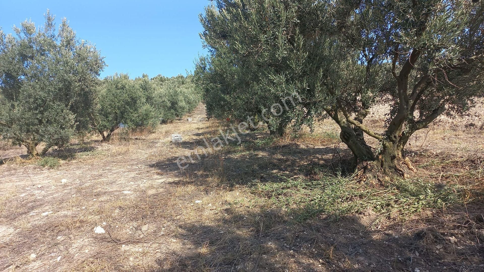 Karacabey İsmetpaşada Kaçırılmayacak Satılık Zeytinlik - Görsel 4