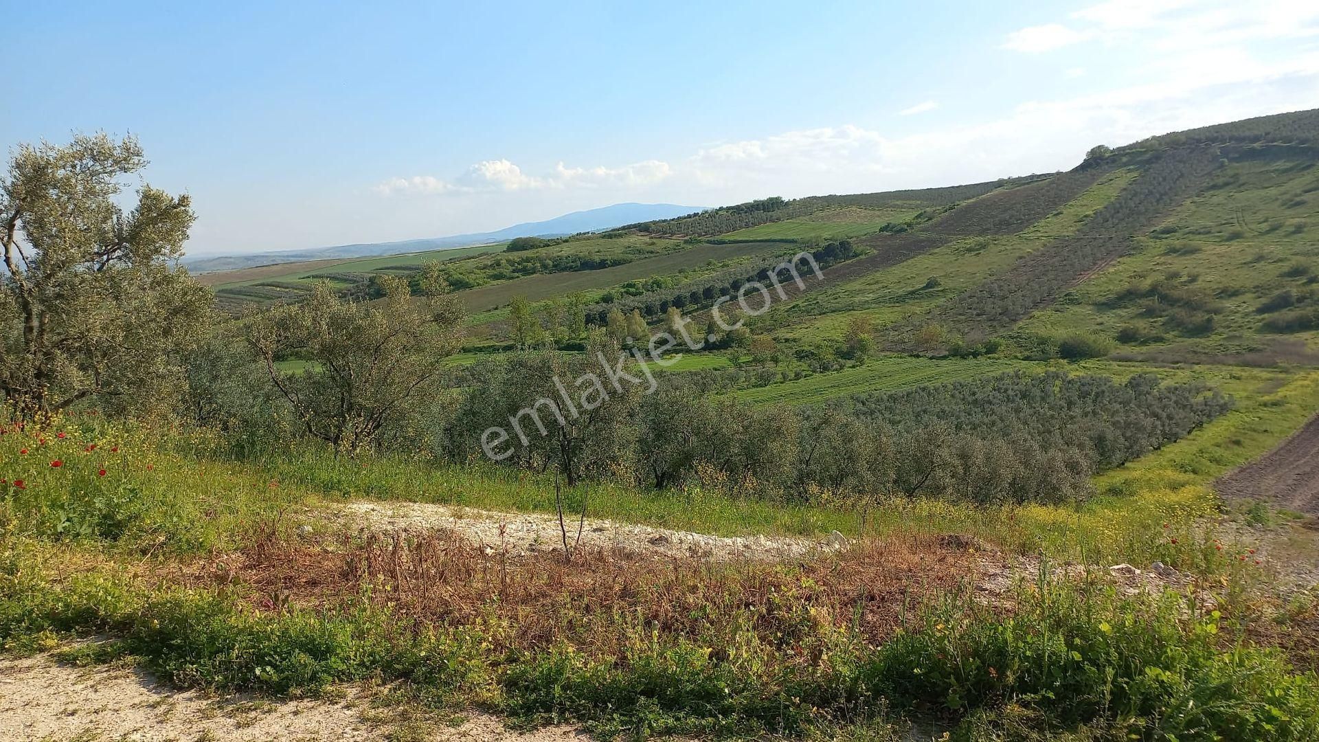 Karacabey İsmetpaşada Kaçırılmayacak Satılık Zeytinlik - Görsel 3