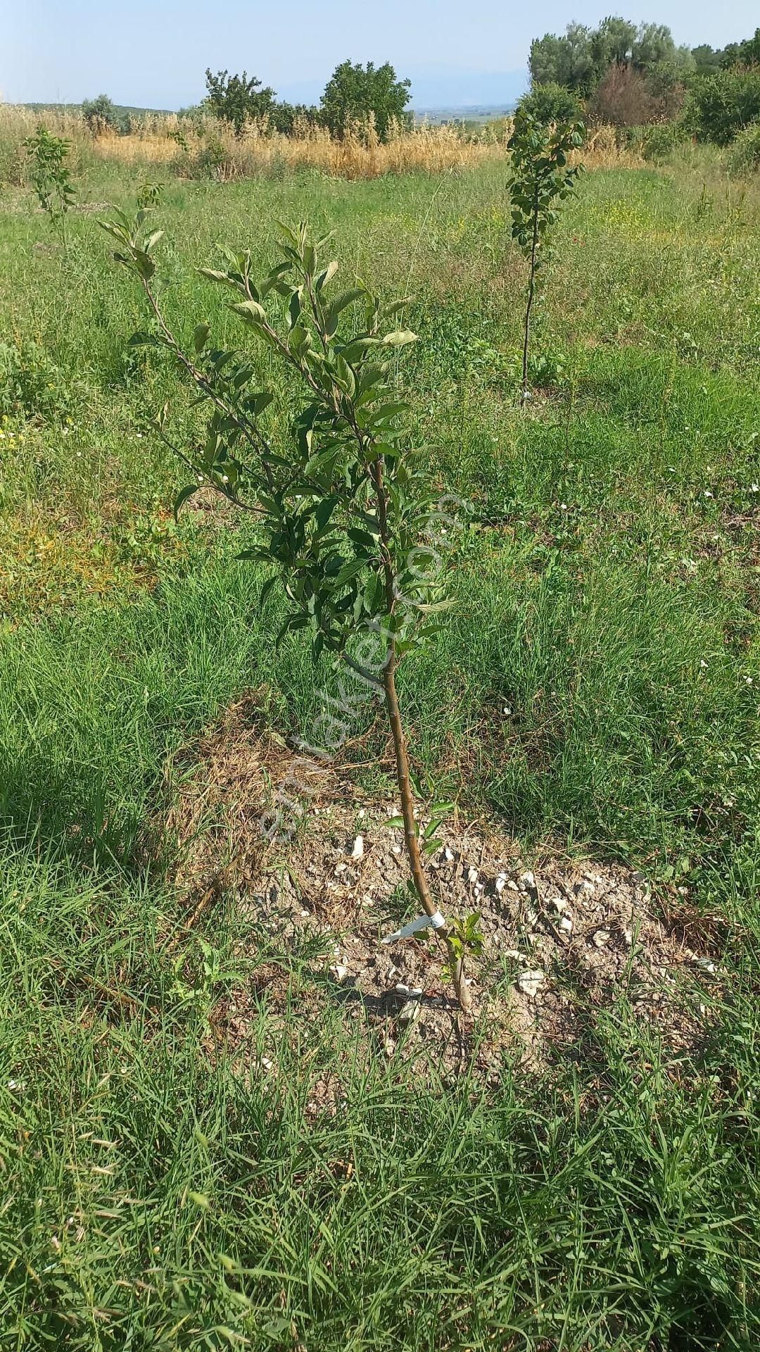 Karacabey İsmetpaşada Kaçırılmayacak Satılık Zeytinlik - Görsel 16