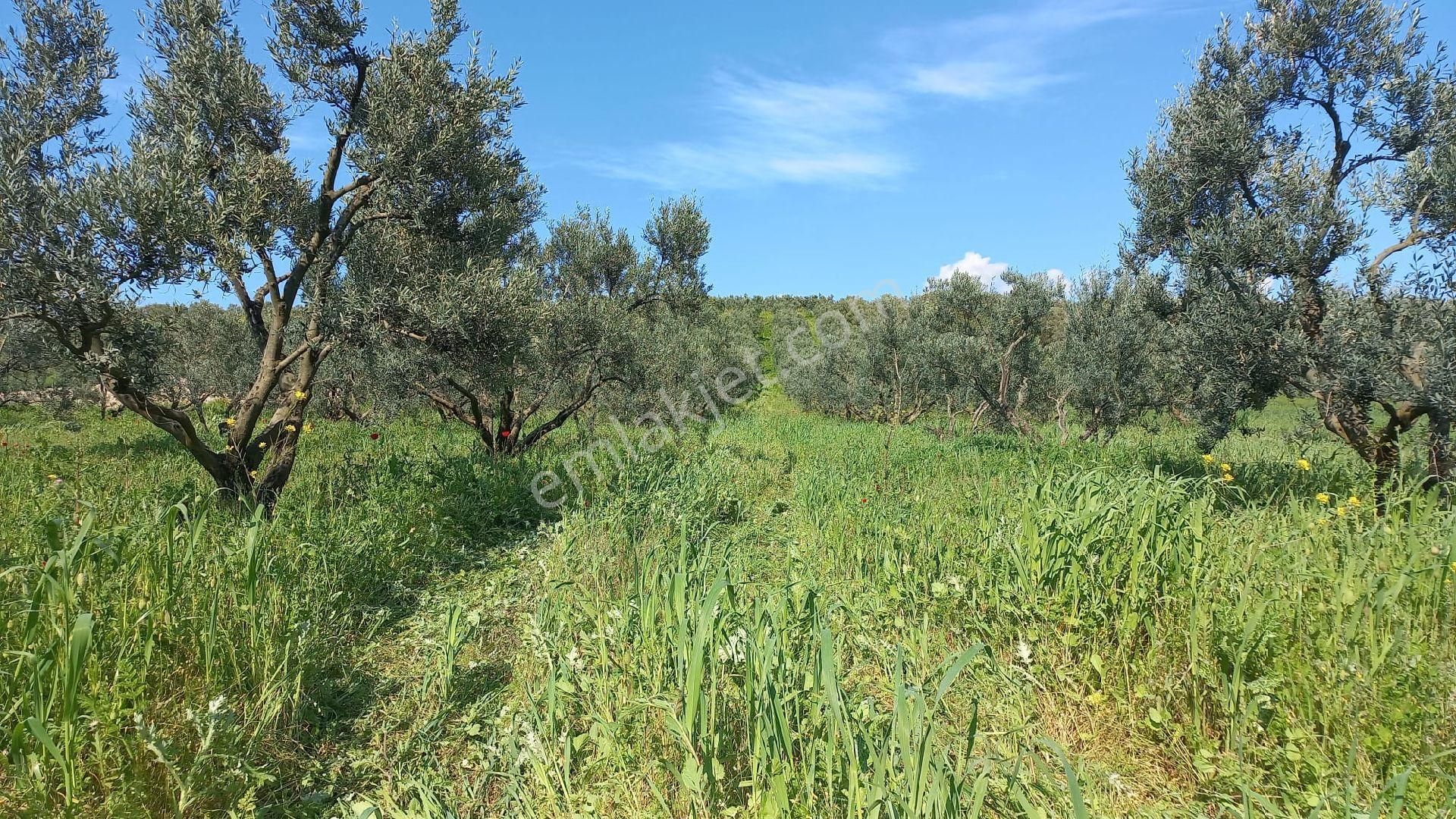 Karacabey İsmetpaşada Kaçırılmayacak Satılık Zeytinlik