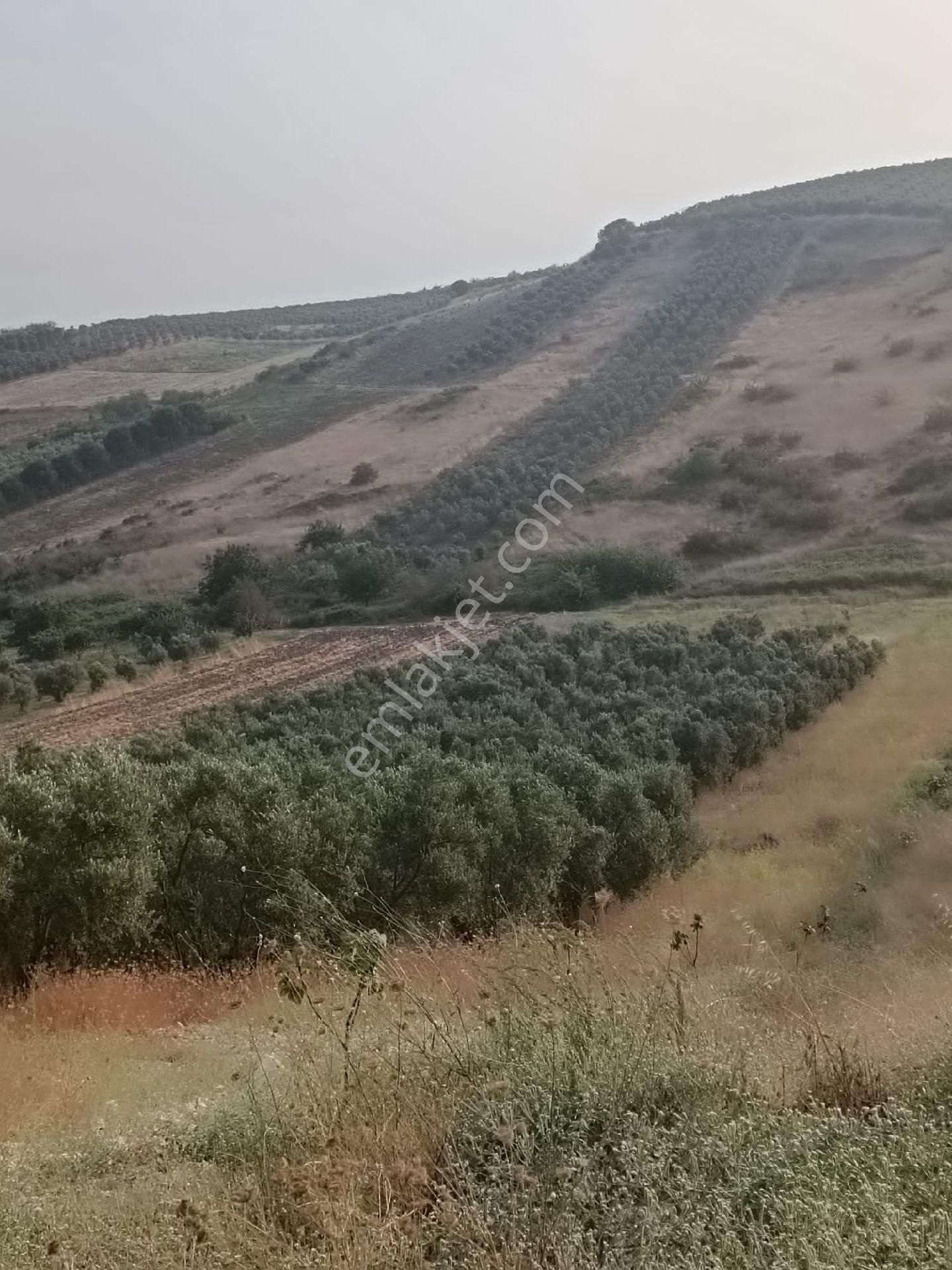 Karacabey İsmetpaşada Kaçırılmayacak Satılık Zeytinlik - Görsel 14