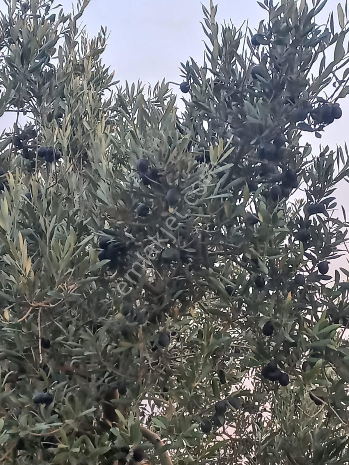 Karacabey İsmetpaşada Kaçırılmayacak Satılık Zeytinlik - Görsel 9