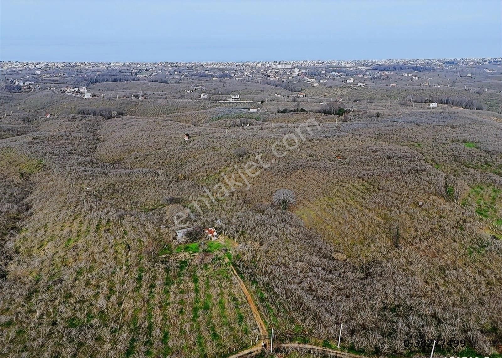 Sakarya Kocaalide Deniz Manzaralı Satılık Fındık Bahçesi