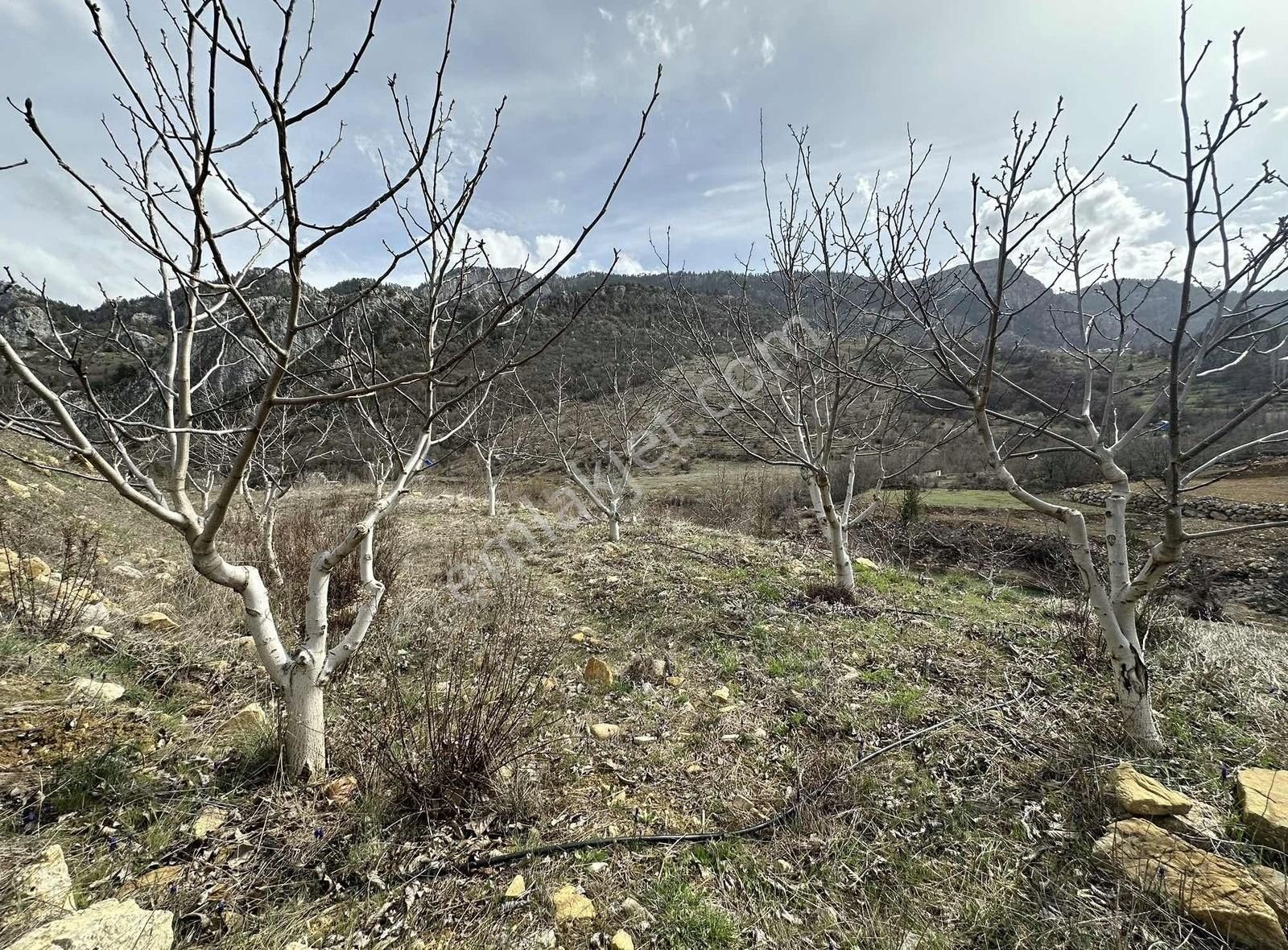 Alanya Uğrak Çaya Sıfır 10 Dönüm - Görsel 9