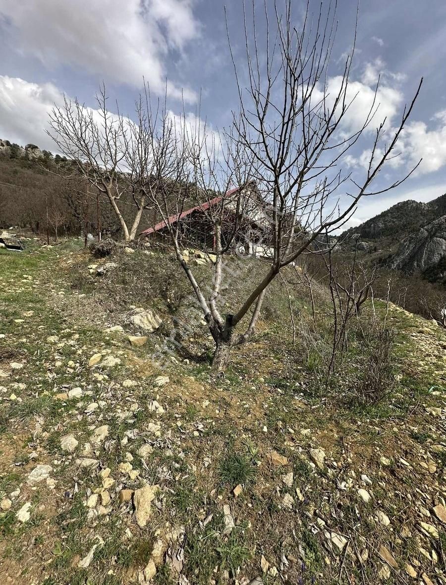 Alanya Uğrak Çaya Sıfır 10 Dönüm - Görsel 19
