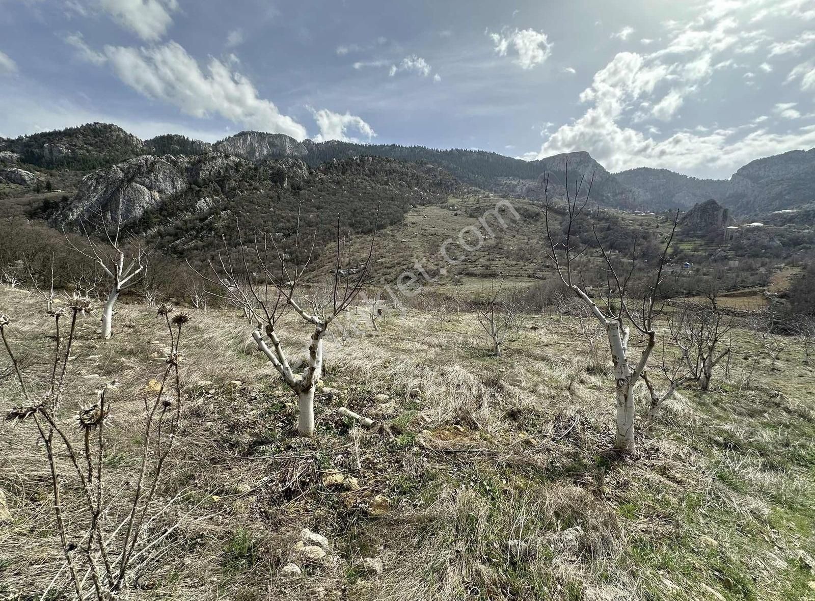 Alanya Uğrak Çaya Sıfır 10 Dönüm - Görsel 8