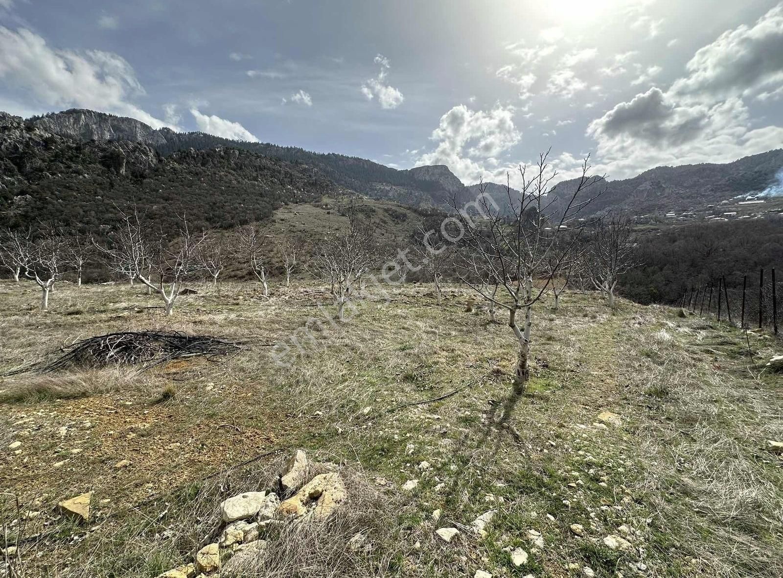 Alanya Uğrak Çaya Sıfır 10 Dönüm - Görsel 20