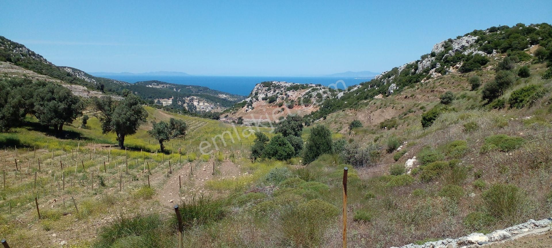 Mor Çiçek Emlak Karaburun Mordoğanda Deniz Manzaralı Hobi Bahçe Yeri - Görsel 2