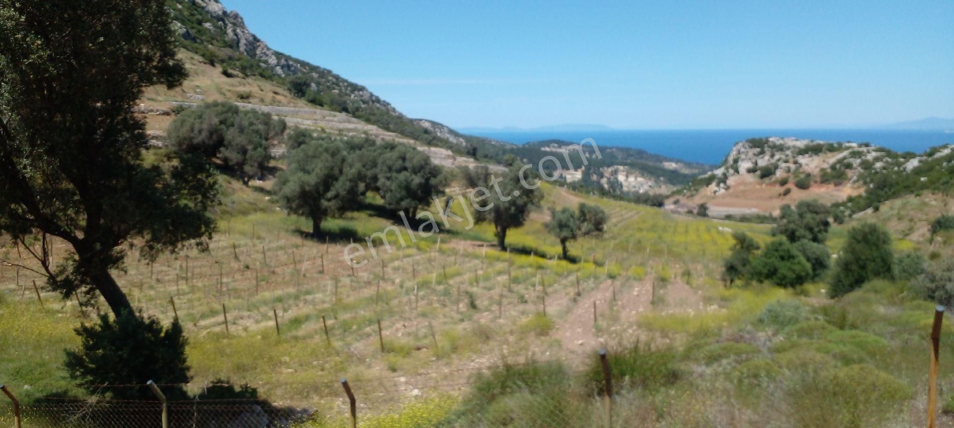 Mor Çiçek Emlak Karaburun Mordoğanda Deniz Manzaralı Hobi Bahçe Yeri - Görsel 3