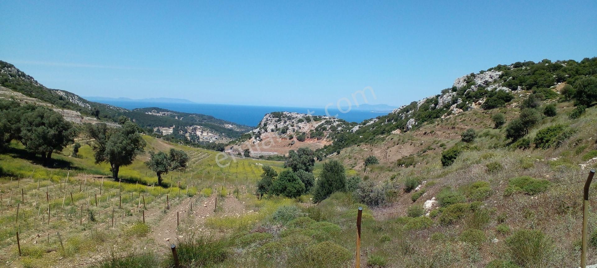 Mor Çiçek Emlak Karaburun Mordoğanda Deniz Manzaralı Hobi Bahçe Yeri