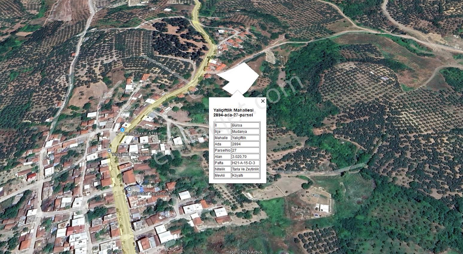 Mudanya Yalıçiftlikte Köye 100 Metre Mesafede Satılık Zeytinlik