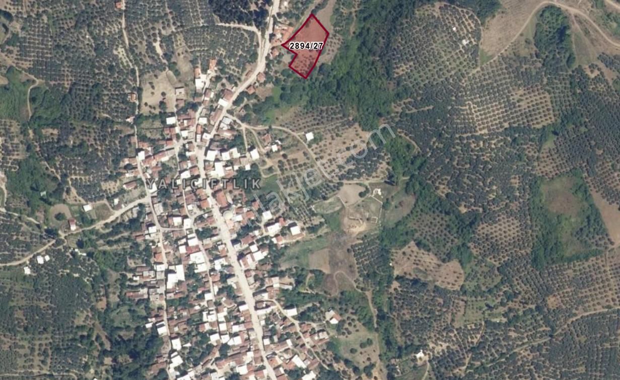 Mudanya Yalıçiftlikte Köye 100 Metre Mesafede Satılık Zeytinlik - Görsel 2