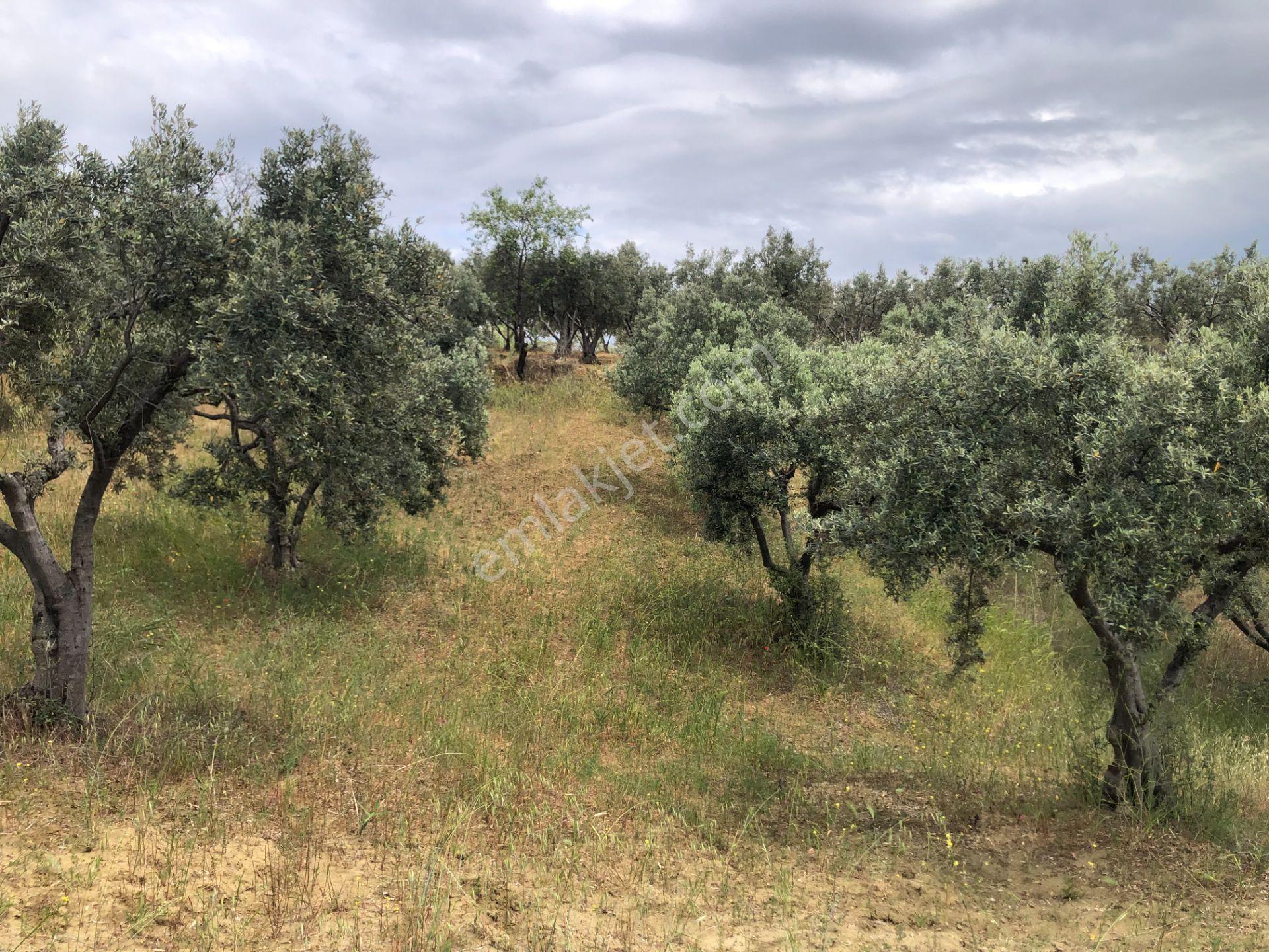 Şarköyde Işık Emlaktan Yukarıkalamış Mah De 2232 M2 Zeytinlik - Görsel 10