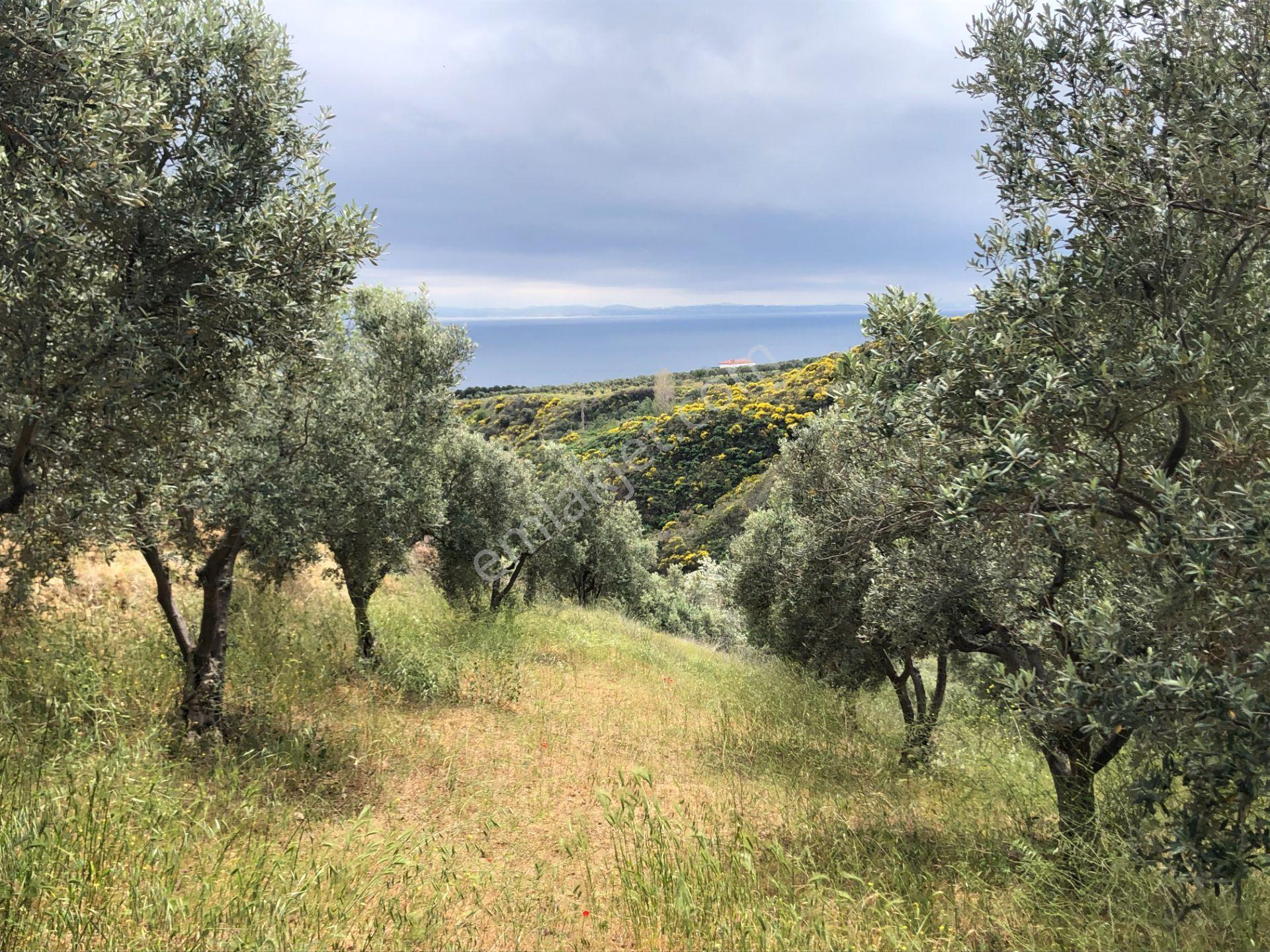 Şarköyde Işık Emlaktan Yukarıkalamış Mah De 2232 M2 Zeytinlik - Görsel 8