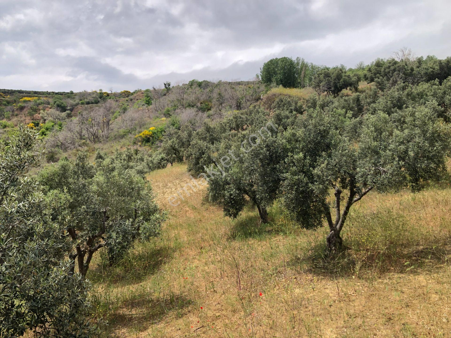 Şarköyde Işık Emlaktan Yukarıkalamış Mah De 2232 M2 Zeytinlik - Görsel 14