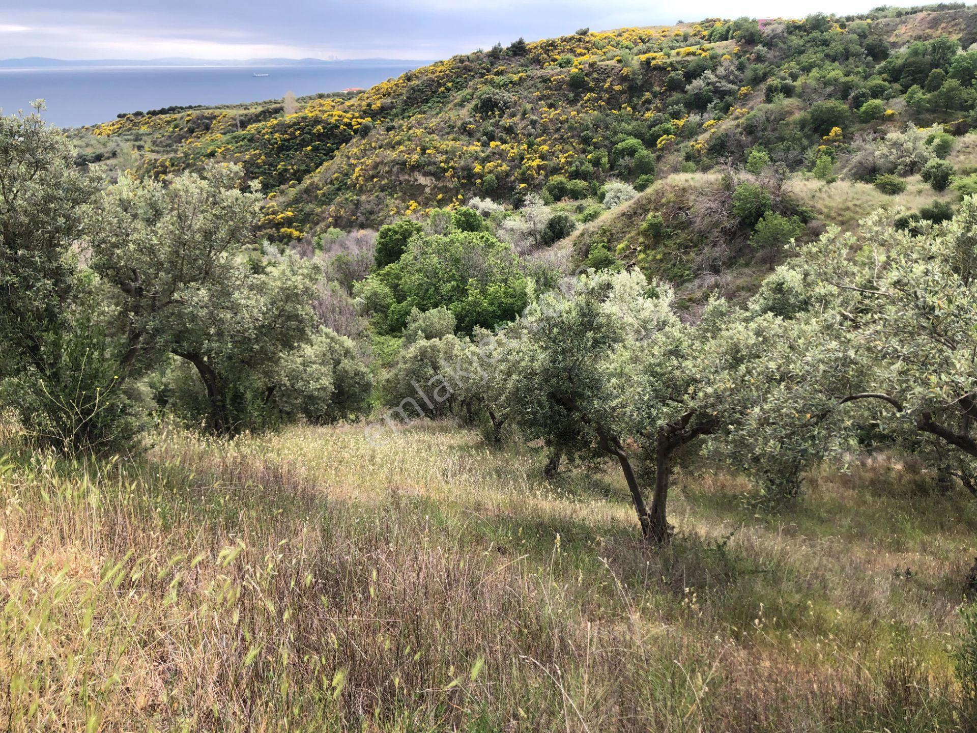 Şarköyde Işık Emlaktan Yukarıkalamış Mah De 2232 M2 Zeytinlik - Görsel 13